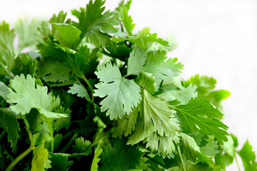 Keep coriander fresh
